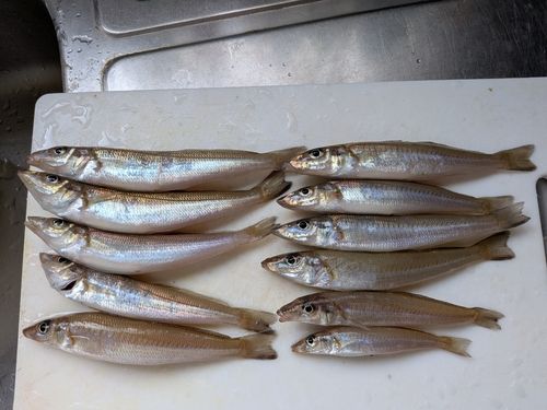 キスの釣果