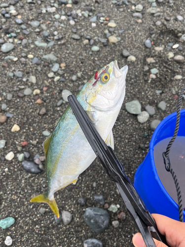 ワカシの釣果