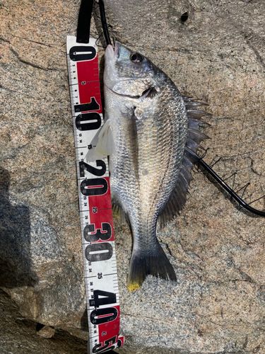 キビレの釣果