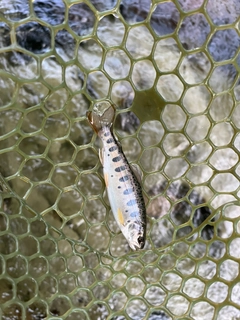 ヤマメの釣果
