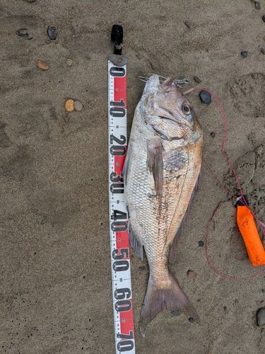 タイの釣果