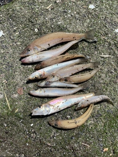 シロギスの釣果