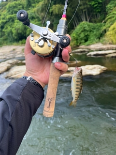 ヤマメの釣果