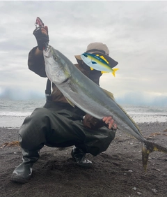 ブリの釣果