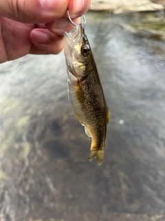 アブラハヤの釣果
