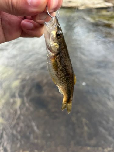 アブラハヤの釣果