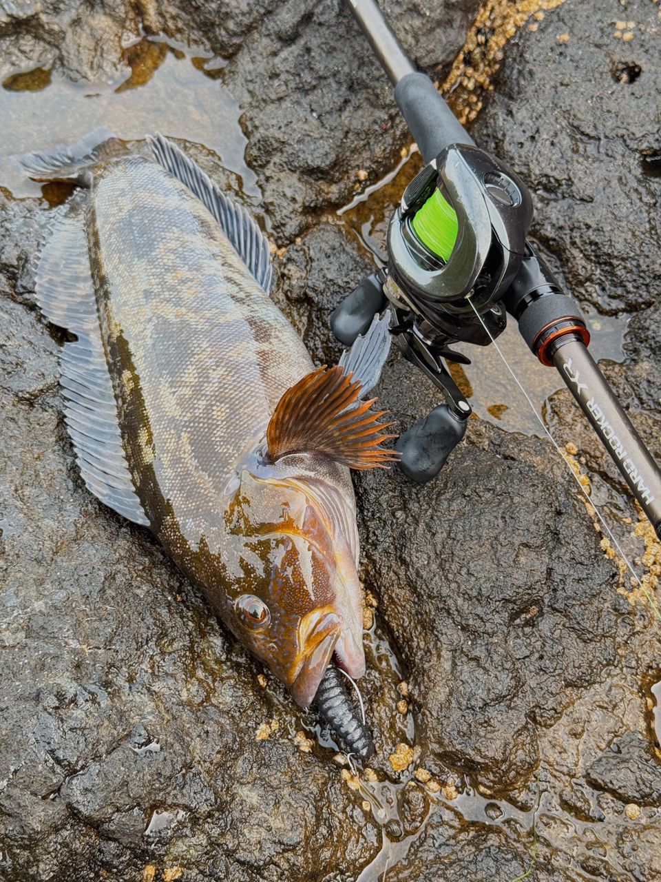 SHIMANO 20ハードロッカー XR B810MHの最安値・インプレ・釣果 | 本音
