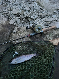 ヤマメの釣果