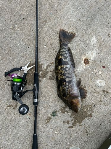 アイナメの釣果