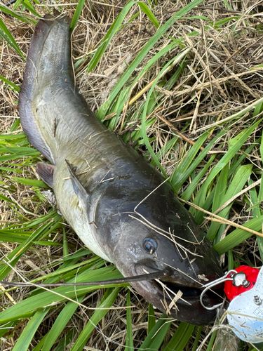 ナマズの釣果