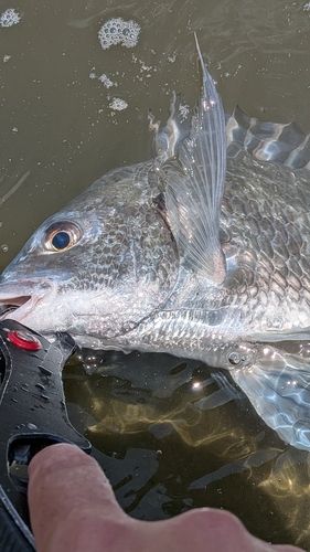 キビレの釣果