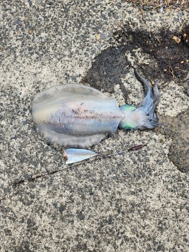 ミズイカの釣果