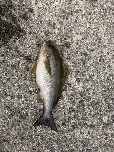 イサキの釣果