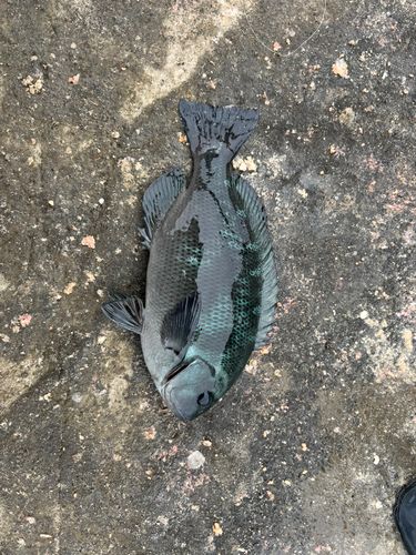メジナの釣果