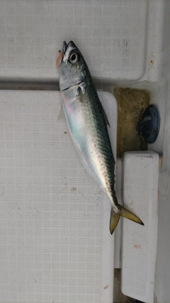 サバの釣果