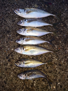 アジの釣果