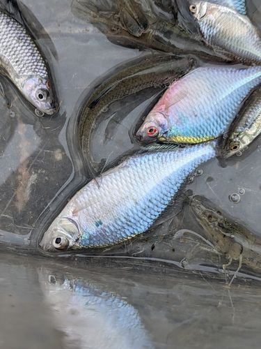 外房で釣れたタナゴの釣り・釣果情報 - アングラーズ | 釣果600万件の