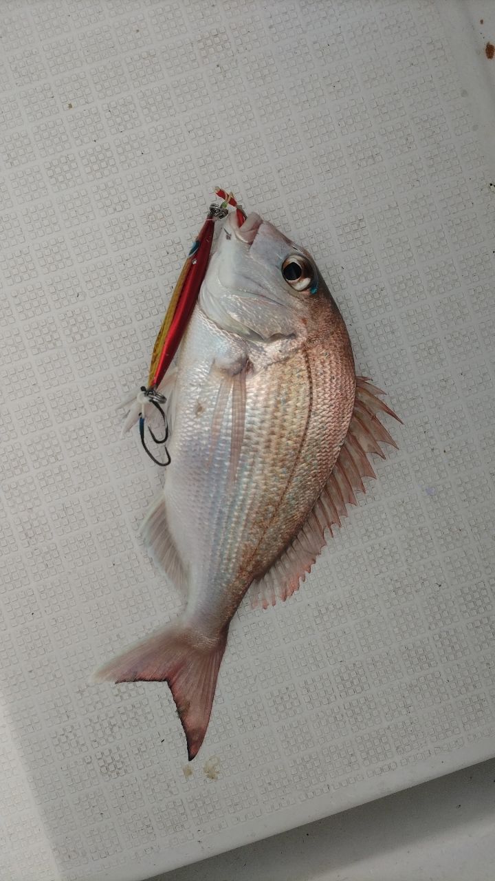 SHIMANO 19オシアジガー ∞ (インフィニティ) B65-3の最安値・インプレ