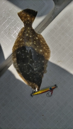 ヒラメの釣果