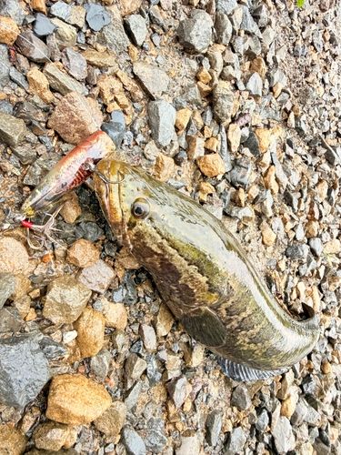 ライギョの釣果