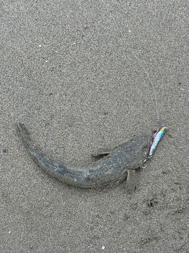 マゴチの釣果