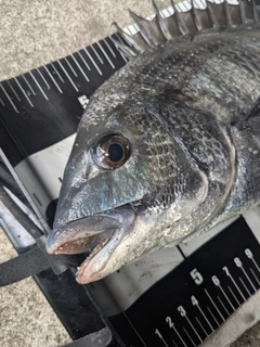 クロダイの釣果