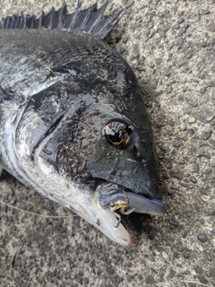 クロダイの釣果