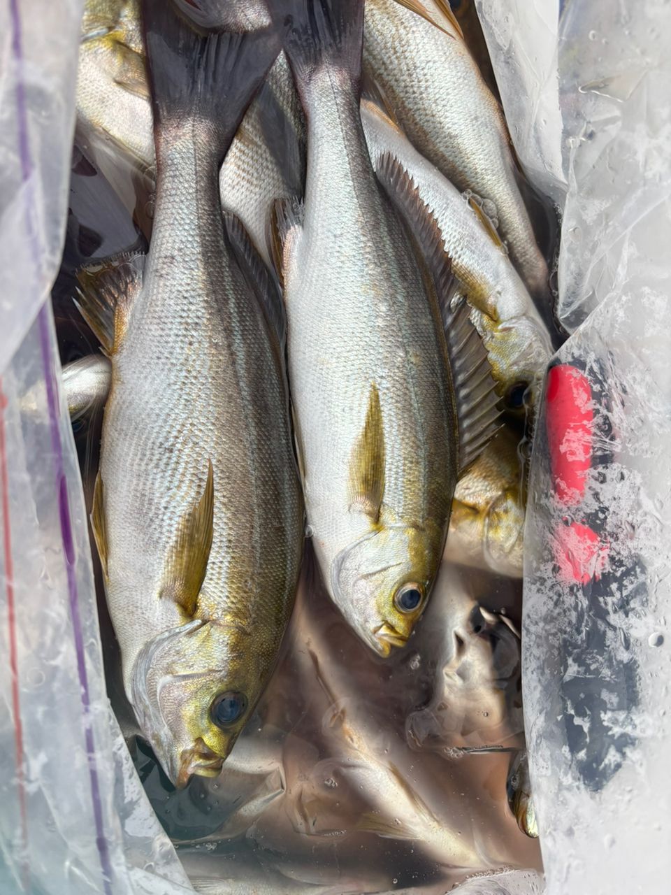 SHIMANO 20エキサイトゲーム CI4+ TYPE73 M195 RIGHTの最安値