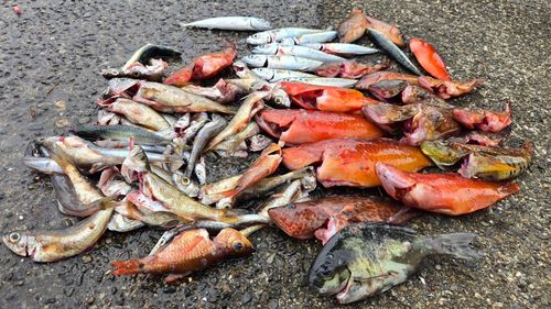 サバの釣果