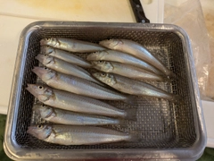 シロギスの釣果