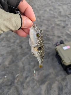 クサフグの釣果