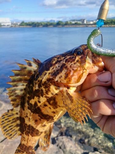 タケノコメバルの釣果