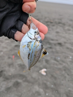ヒイラギの釣果