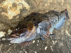 アイナメの釣果