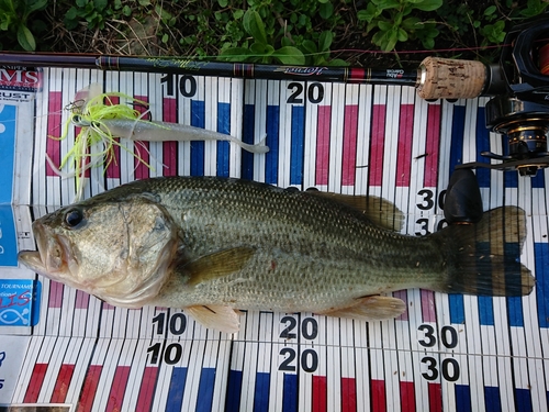 ブラックバスの釣果