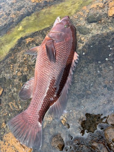 コブダイの釣果