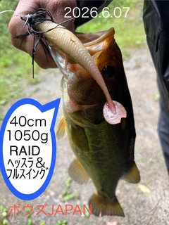 ブラックバスの釣果