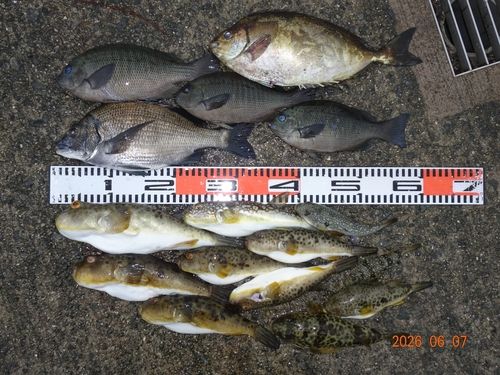 チヌの釣果