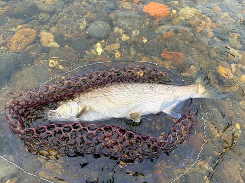 ニジマスの釣果