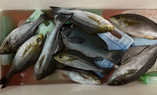 メジナの釣果