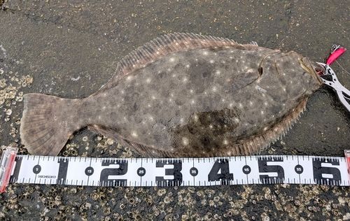 ヒラメの釣果