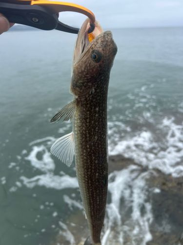 エソの釣果