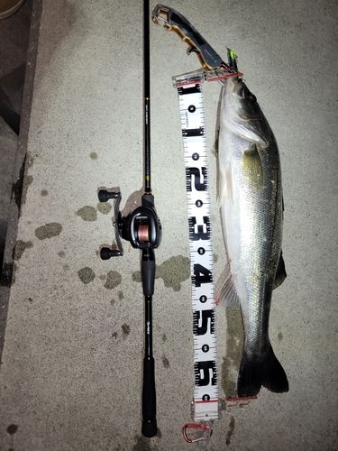 シーバスの釣果