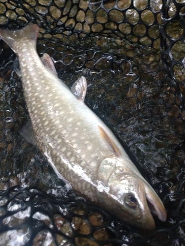 イワナの釣果
