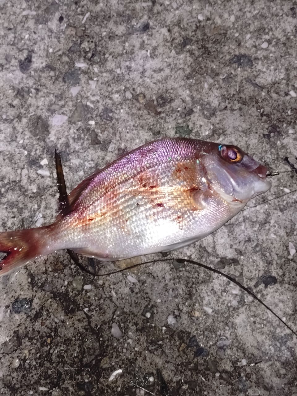 カサゴの釣果写真