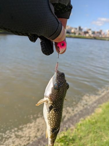 クサフグの釣果