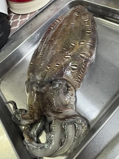 モンゴウイカの釣果