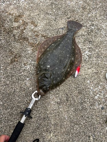 ヒラメの釣果