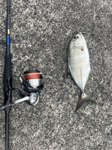 メッキの釣果