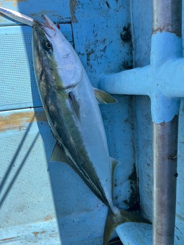ワラサの釣果